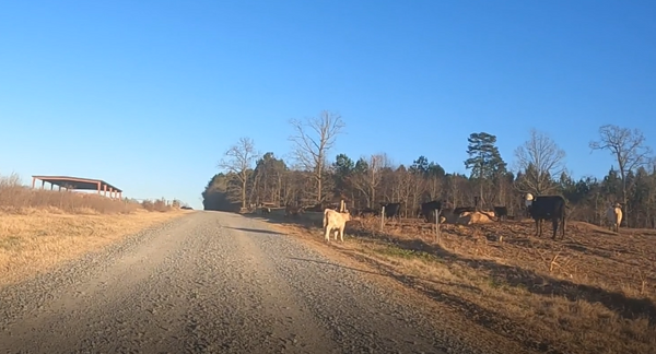 Wayward Calves